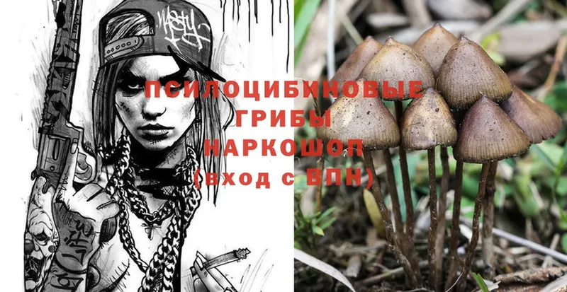 закладки  Ульяновск  Псилоцибиновые грибы Psilocybe 